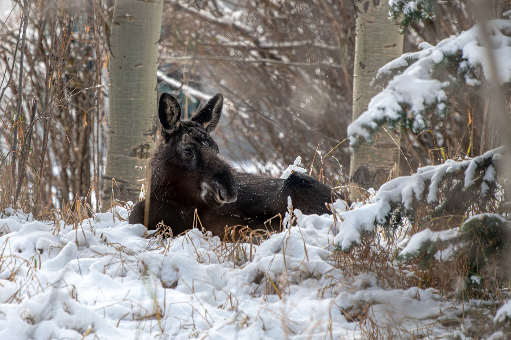 Caught on Camera: Moose in the woods